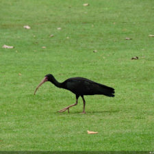 Galería, Valle Arriba Golf Club la terraza del Ávila