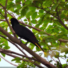 Galería, Valle Arriba Golf Club la terraza del Ávila