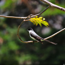 Galería, Valle Arriba Golf Club la terraza del Ávila