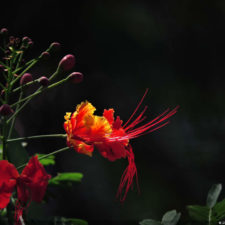 Galería, Valle Arriba Golf Club la terraza del Ávila
