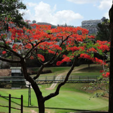Galería, Valle Arriba Golf Club la terraza del Ávila