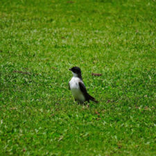 Galería, Valle Arriba Golf Club la terraza del Ávila