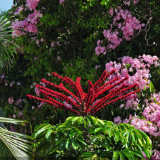 Galería primera ronda 1er Abierto Sambil Juvenil