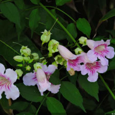 Galería primera ronda 1er Abierto Sambil Juvenil