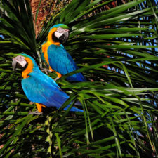 Galería primera ronda 1er Abierto Sambil Juvenil