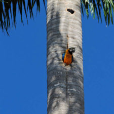 Galería primera ronda 1er Abierto Sambil Juvenil