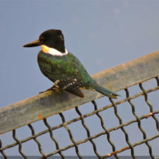 Galería, Valle Arriba Golf Club la terraza del Ávila