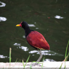Galería, Valle Arriba Golf Club la terraza del Ávila