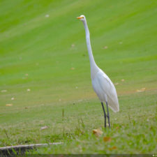 Galería, Valle Arriba Golf Club la terraza del Ávila
