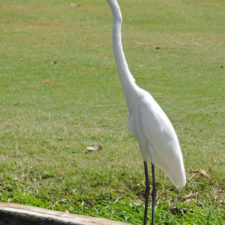 Galería, Valle Arriba Golf Club la terraza del Ávila