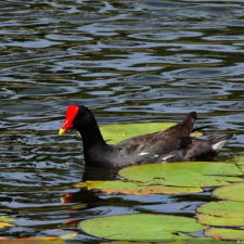 4ta Entrega de imágenes del DR Golf Travel Exchange