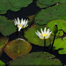 4ta Entrega de imágenes del DR Golf Travel Exchange