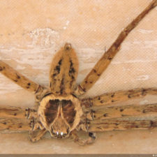 4ta Entrega de imágenes del DR Golf Travel Exchange