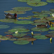 4ta Entrega de imágenes del DR Golf Travel Exchange