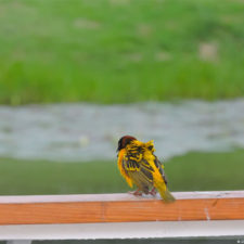 4ta Entrega de imágenes del DR Golf Travel Exchange