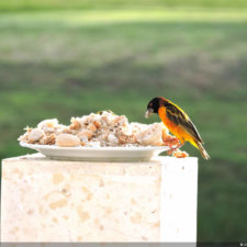 4ta Entrega de imágenes del DR Golf Travel Exchange