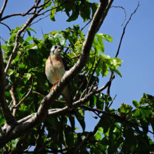 4ta Entrega de imágenes del DR Golf Travel Exchange