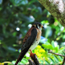 4ta Entrega de imágenes del DR Golf Travel Exchange