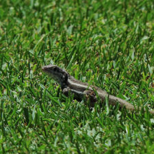 Galería, 1er día RDGolf Travel Exchange