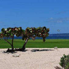 Galería, 1er día RDGolf Travel Exchange