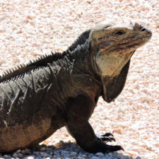 Galería, 1er día RDGolf Travel Exchange