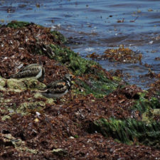 Galería 5to 2018 DR Golf Travel Exchange