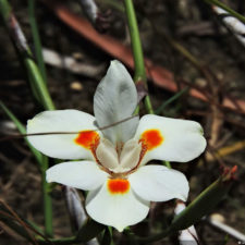 Galería 5to 2018 DR Golf Travel Exchange