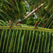 Galería 5to 2018 DR Golf Travel Exchange