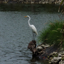 Galería 5to 2018 DR Golf Travel Exchange