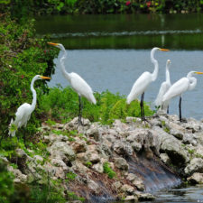 Galería 5to 2018 DR Golf Travel Exchange