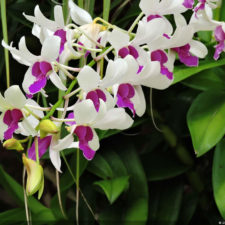 Galería 5to 2018 DR Golf Travel Exchange