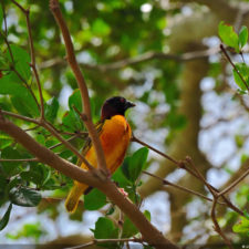 Galería conferencia RDGolf Travel Exchange