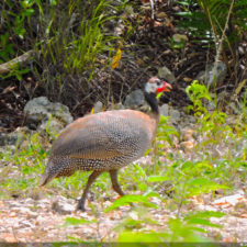 Galería conferencia RDGolf Travel Exchange