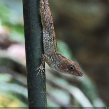 Galería conferencia RDGolf Travel Exchange