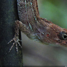 Galería conferencia RDGolf Travel Exchange