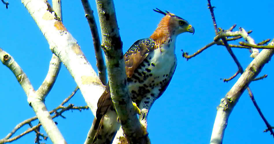 Donde sólo las águilas se atreven