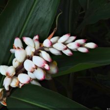 Galería The Green Carpet