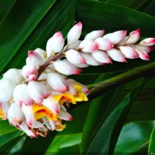 Galería The Green Carpet