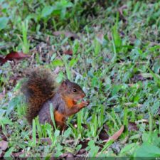 Galería The Green Carpet