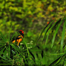 Galería Torneo Copa Martín Feo "Vector Global"