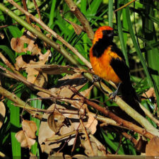 Galería Torneo Copa Martín Feo "Vector Global"