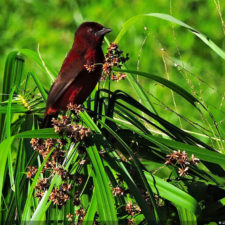 Galería Torneo Copa Martín Feo "Vector Global"
