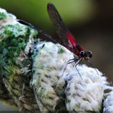 Galería Torneo Copa Martín Feo "Vector Global"