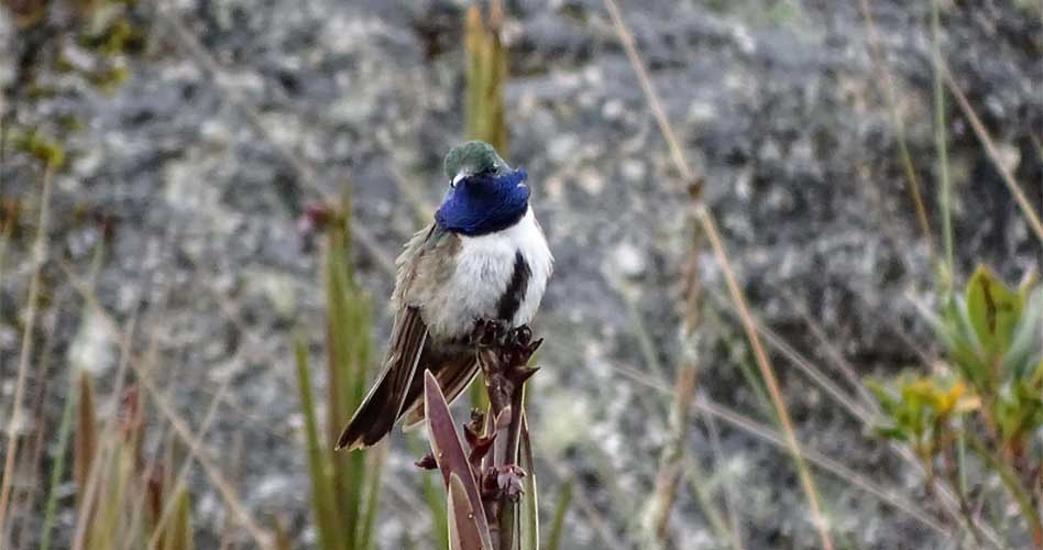 Nueva especie Blue-throated Hillstar adaptado a alturas de 11,000 pies sobre el nivel mar (Cortesía Foto Francisco Sornoza)