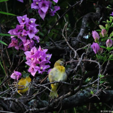 Galería Driving Range del Caracas Country Club