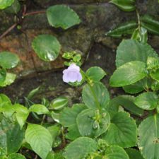 Galería XV Abierto Sambil, día sábado