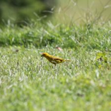 Galería XV Abierto Sambil, día jueves