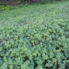 Galería XV Abierto Sambil, día martes