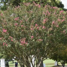 El Tour Championship, 30 Golfista para disputarse la FedExCup 2019