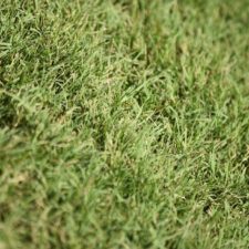 El Tour Championship, 30 Golfista para disputarse la FedExCup 2019